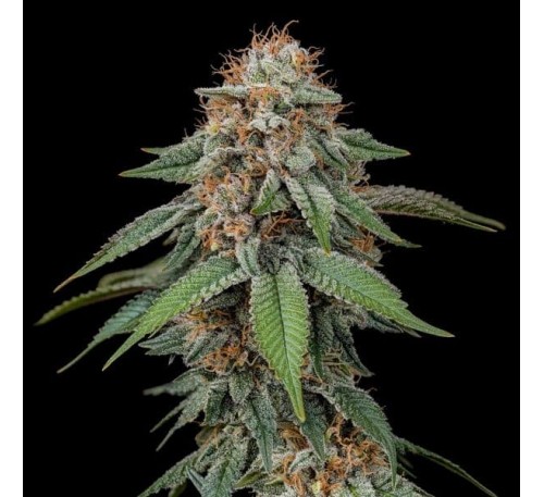 Туман Амнезії (Photo.Fem.) 1шт. / Amnesia Haze 2026